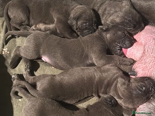 Cane Corso dogs Pure Blue Cane Corso puppies for sale - Advert 7