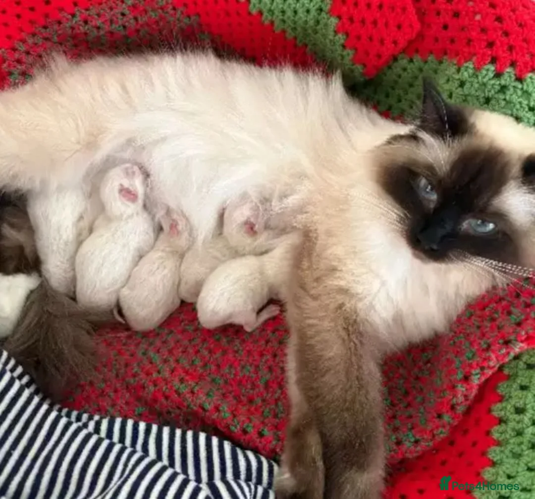 Ragdoll cats for sale: xckj Healthy rag doll Kittens up for New Families in Cannock - Advert 5