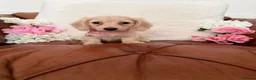 Miniature Dachshund dogs for sale: Pure English Cream Miniature Dachshund  - Advert 3