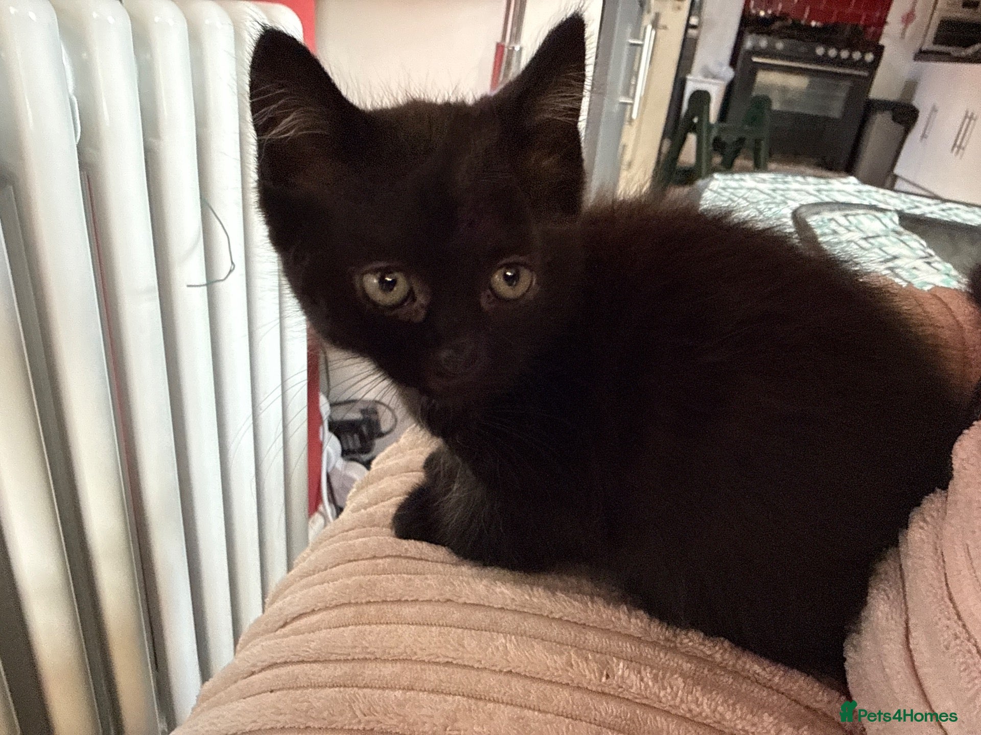 Mixed Breed cats British shorthair x  Ready this week - Advert 6