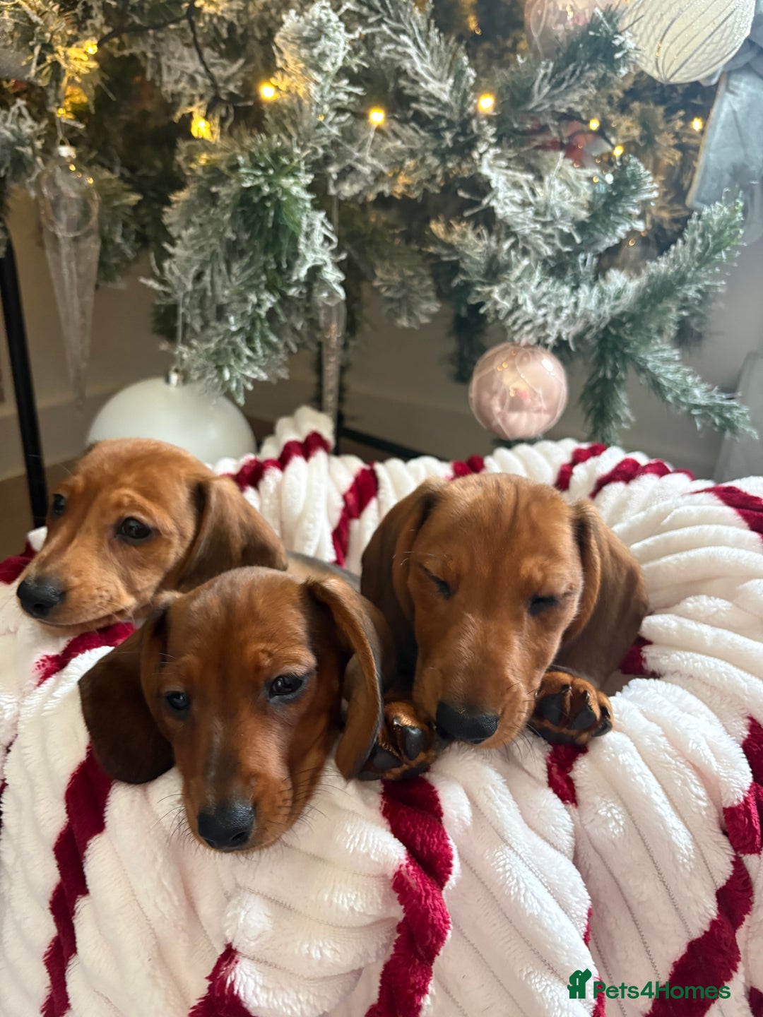 Dachshund dogs for sale: Beautiful dachshunds ready to leave now - Advert 15