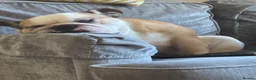 English Bulldog dogs for sale: Cookie - Advert 2