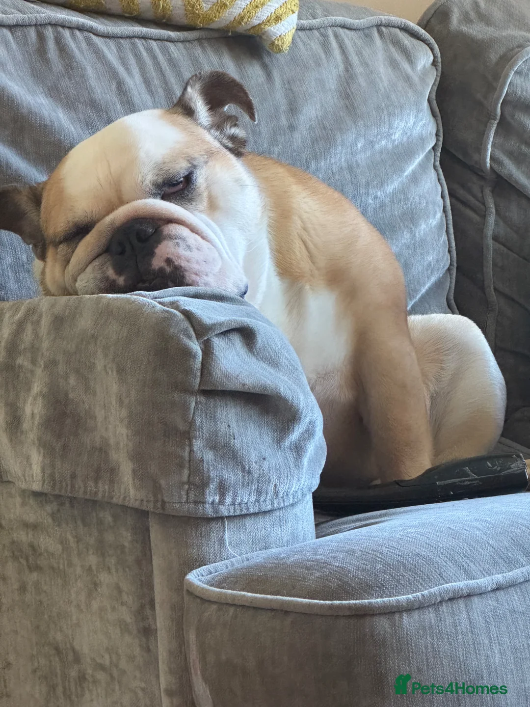 English Bulldog dogs for sale: Cookie - Advert 2
