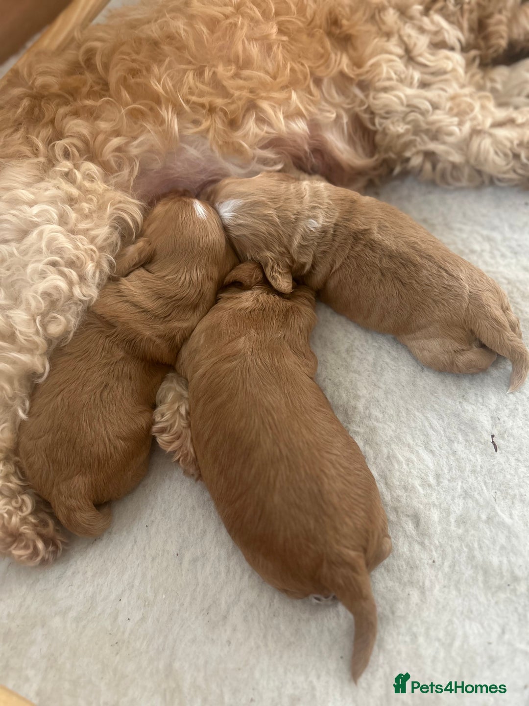 Cockapoo dogs for sale: Cockapoo Pups - Image 26