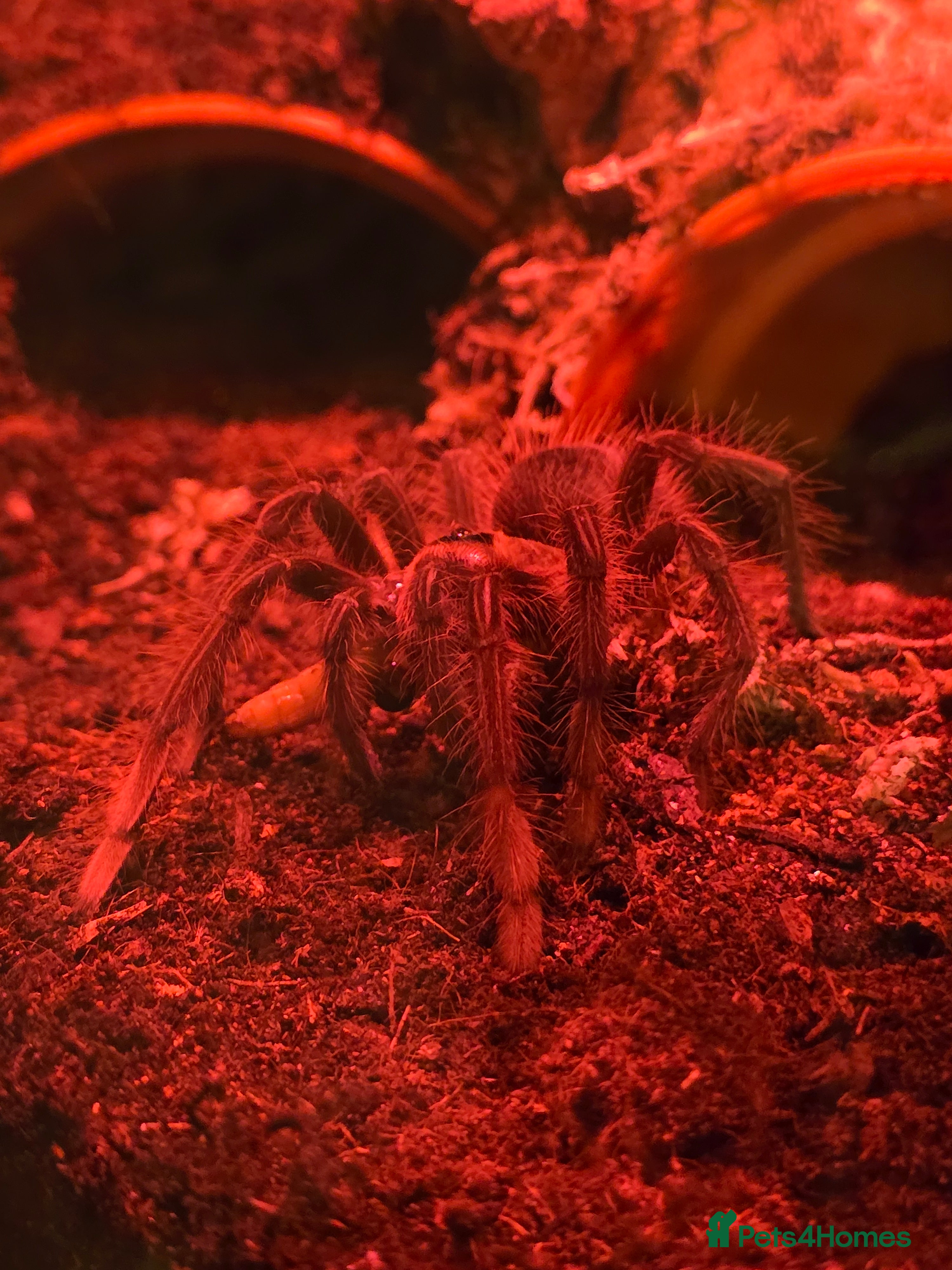Tarantulas invertebrates Pink toe goliath/theraphosa apophysis  - Advert 5