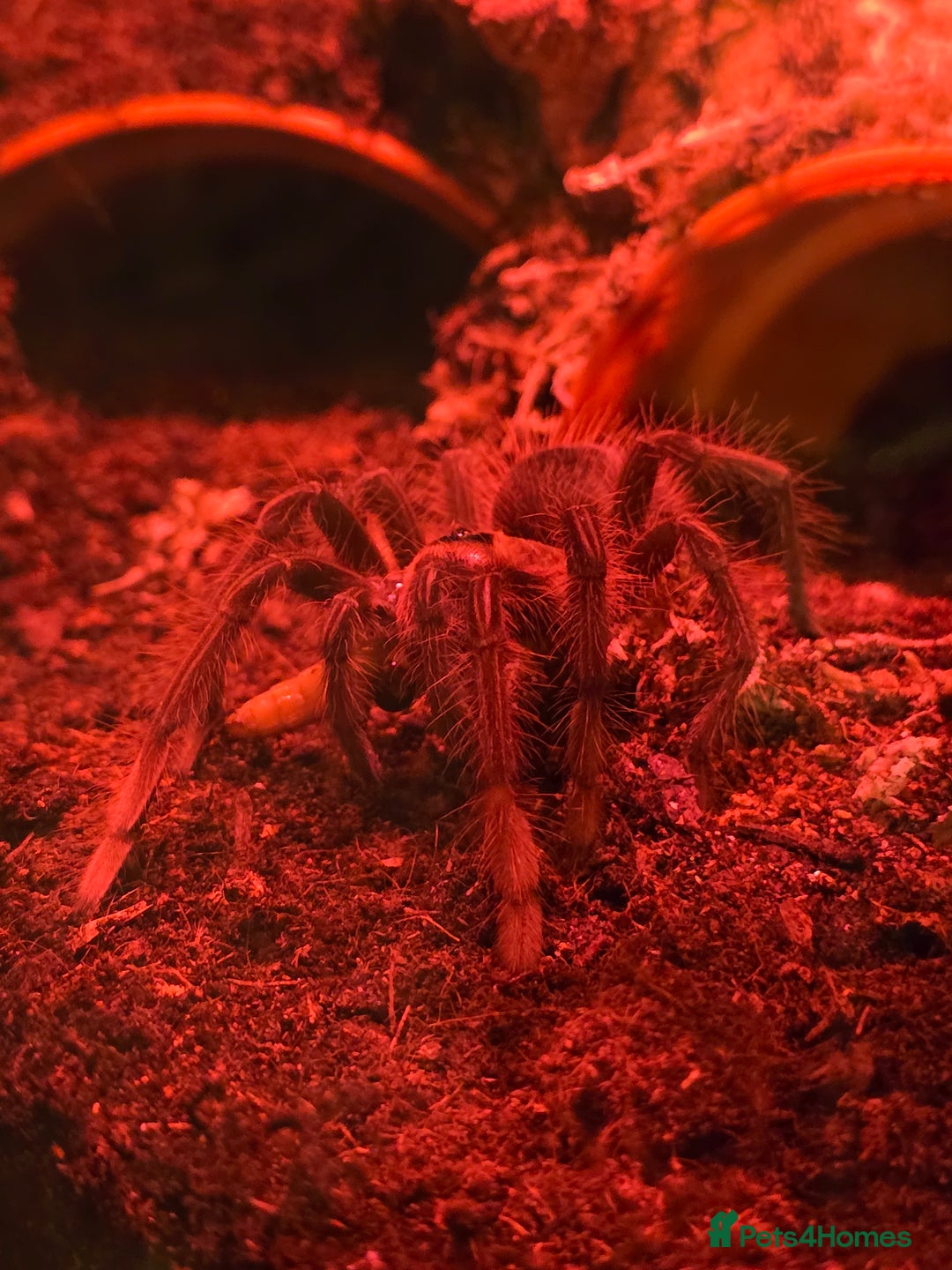 Tarantulas invertebrates for sale: Pink toe goliath/theraphosa apophysis  - Advert 1