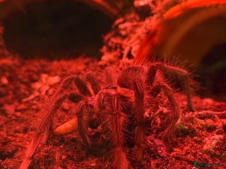 Tarantulas invertebrates Pink toe goliath/theraphosa apophysis - Advert 1