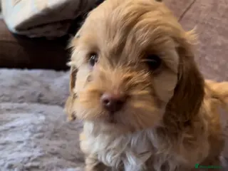 Cockapoo dogs 💕BEAUTIFUL💕 F1 Cockapoo Pups - Advert 6