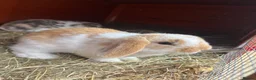 Mini Lop rabbits for sale: Beautiful Mini lops READY Now  - Advert 1
