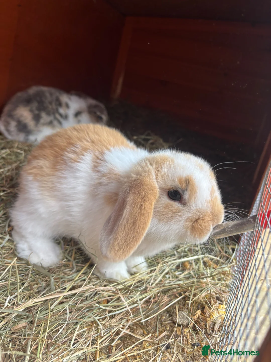 Mini Lop rabbits for sale: Beautiful Mini lops READY Now  - Advert 1