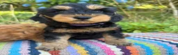 Cockapoo dogs for sale: F1b READY NOW. Health tested parents.  - Advert 4