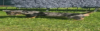 Jack Russell 3