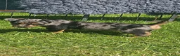 Jack Russell dogs for sale: JACK RUSSELL PUPPIES - Advert 20