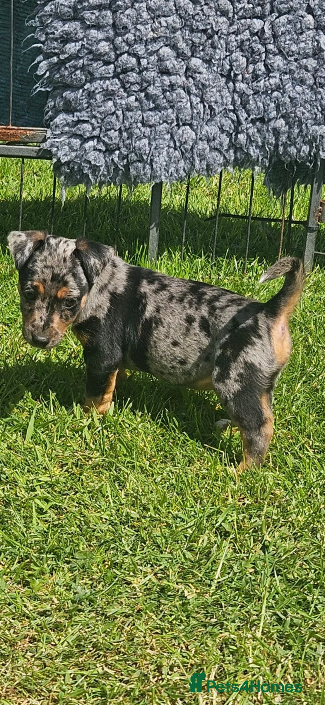 Jack Russell dogs for sale: JACK RUSSELL PUPPIES - Advert 20