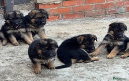 German Shepherd dogs for sale: German Shepherd Puppies  - Image 8
