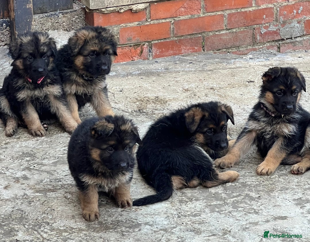 German Shepherd dogs for sale: German Shepherd Puppies  - Image 8