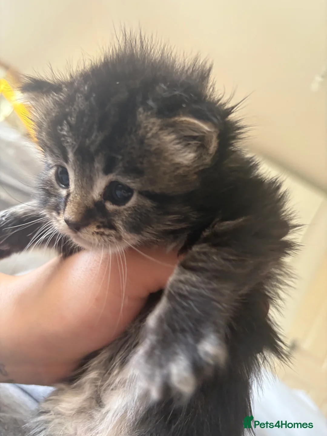 Scottish Fold cats for sale: 🐱💗💝 Ready to go on the 14th of February 💝 💗🐱 - Advert 6