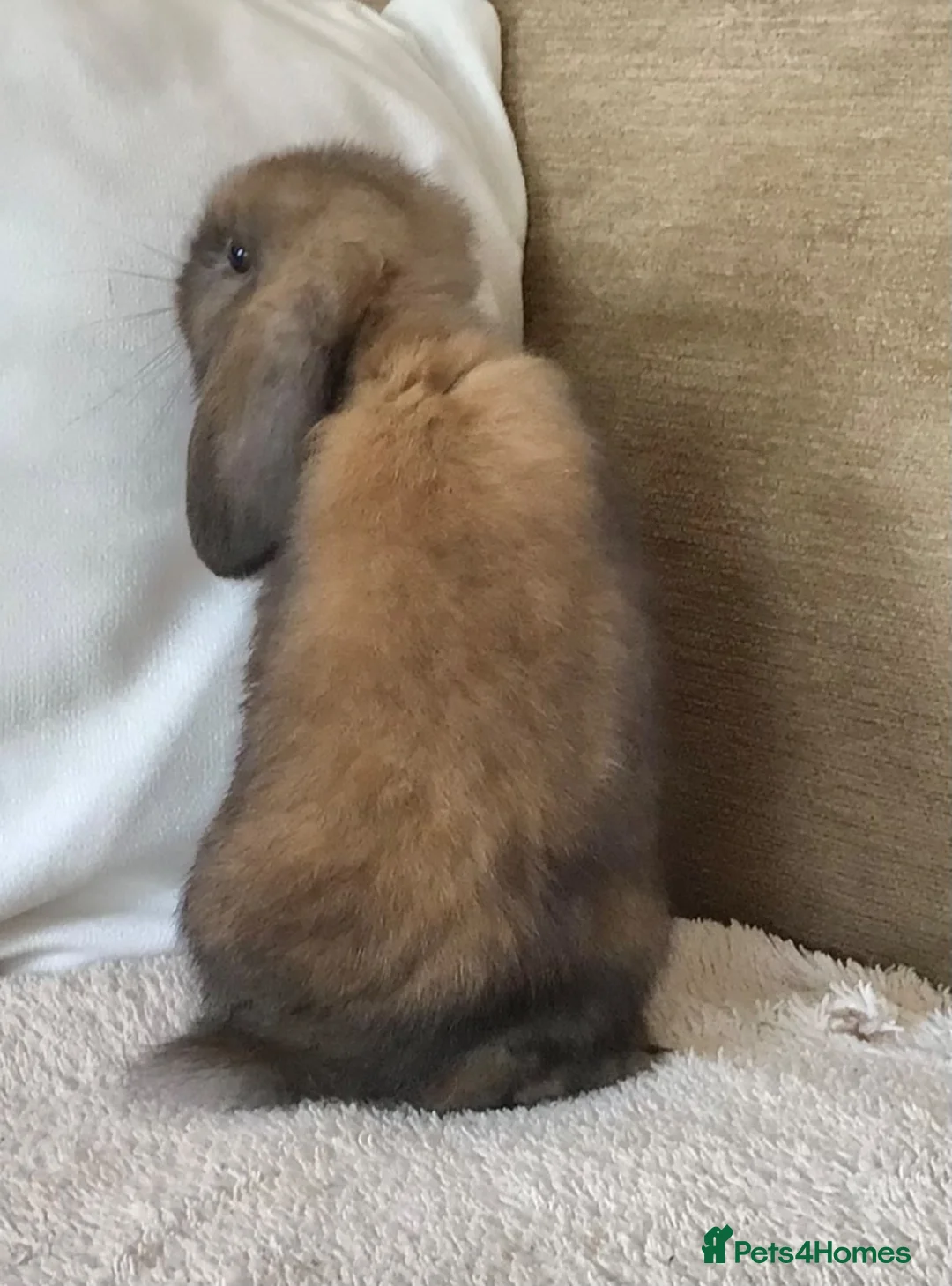 Mini Lop rabbits for sale: Mini lop buck - Advert 6