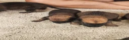 Belgian Shepherd Dog dogs for sale: Outstanding Belgium malinois puppies  - Advert 15