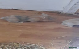 Mini Lop rabbits for sale: Beautiful lops for sale  - Image 6