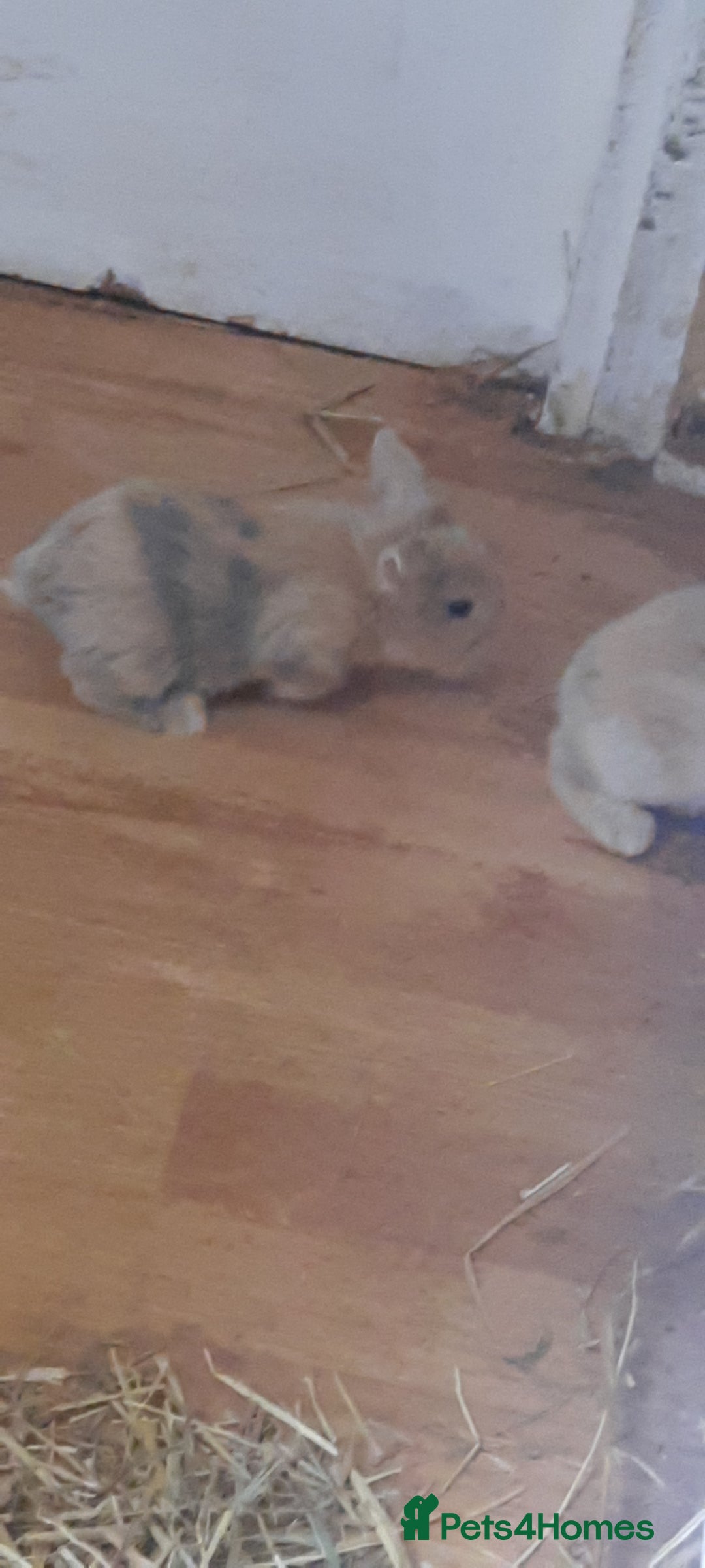 Mini Lop rabbits for sale: Beautiful lops for sale  - Image 6
