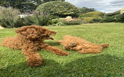 Toy Poodle dogs for sale: Toy poodle puppies looking for their forever home  - Image 13