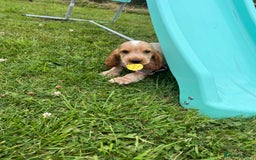 Cocker Spaniel dogs for sale: 🐾Fully Vaccinated Show Cocker Boy 🐾 - Image 11