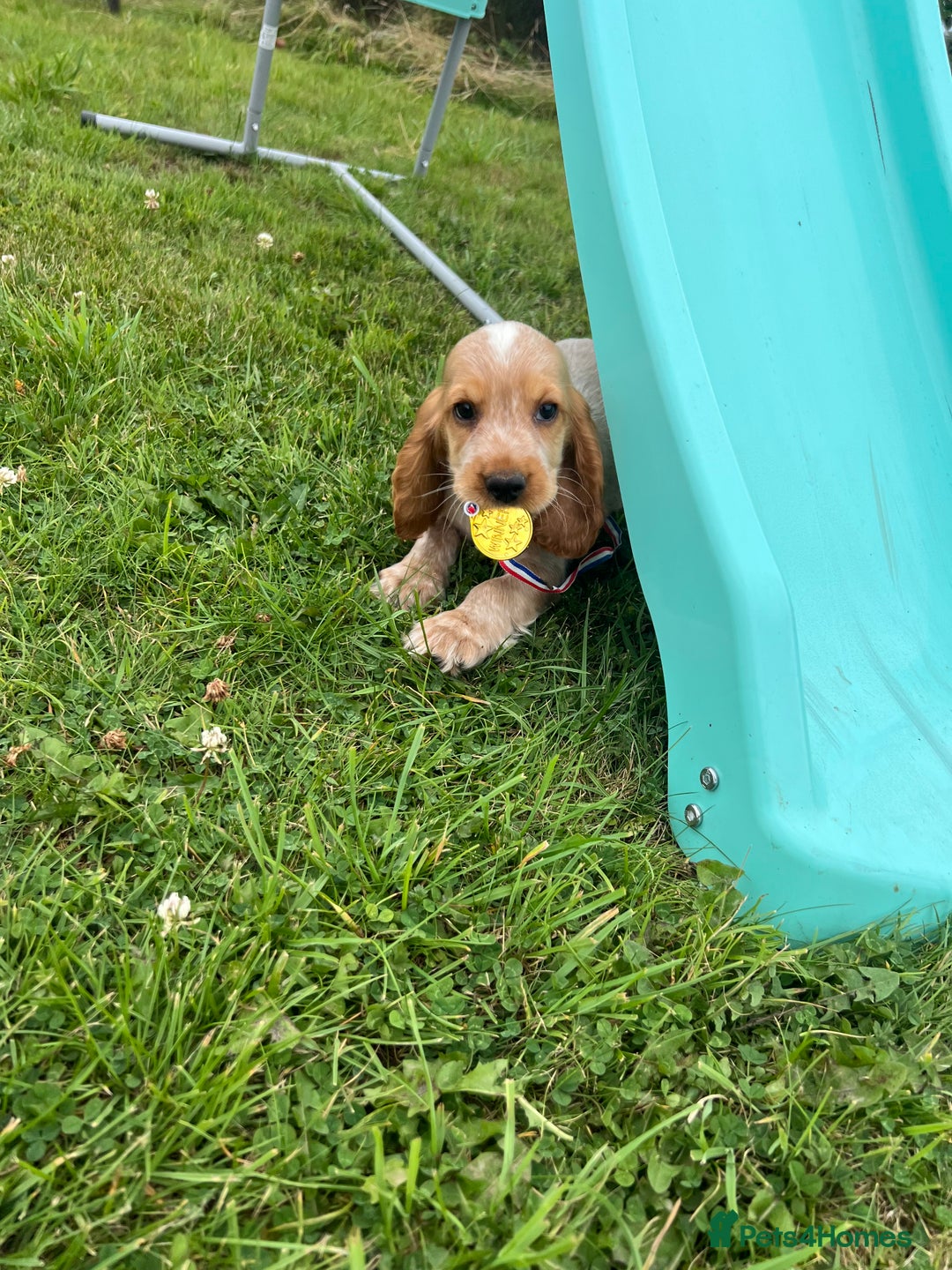 Cocker Spaniel dogs for sale: 🐾Fully Vaccinated Show Cocker Boy 🐾 - Image 11