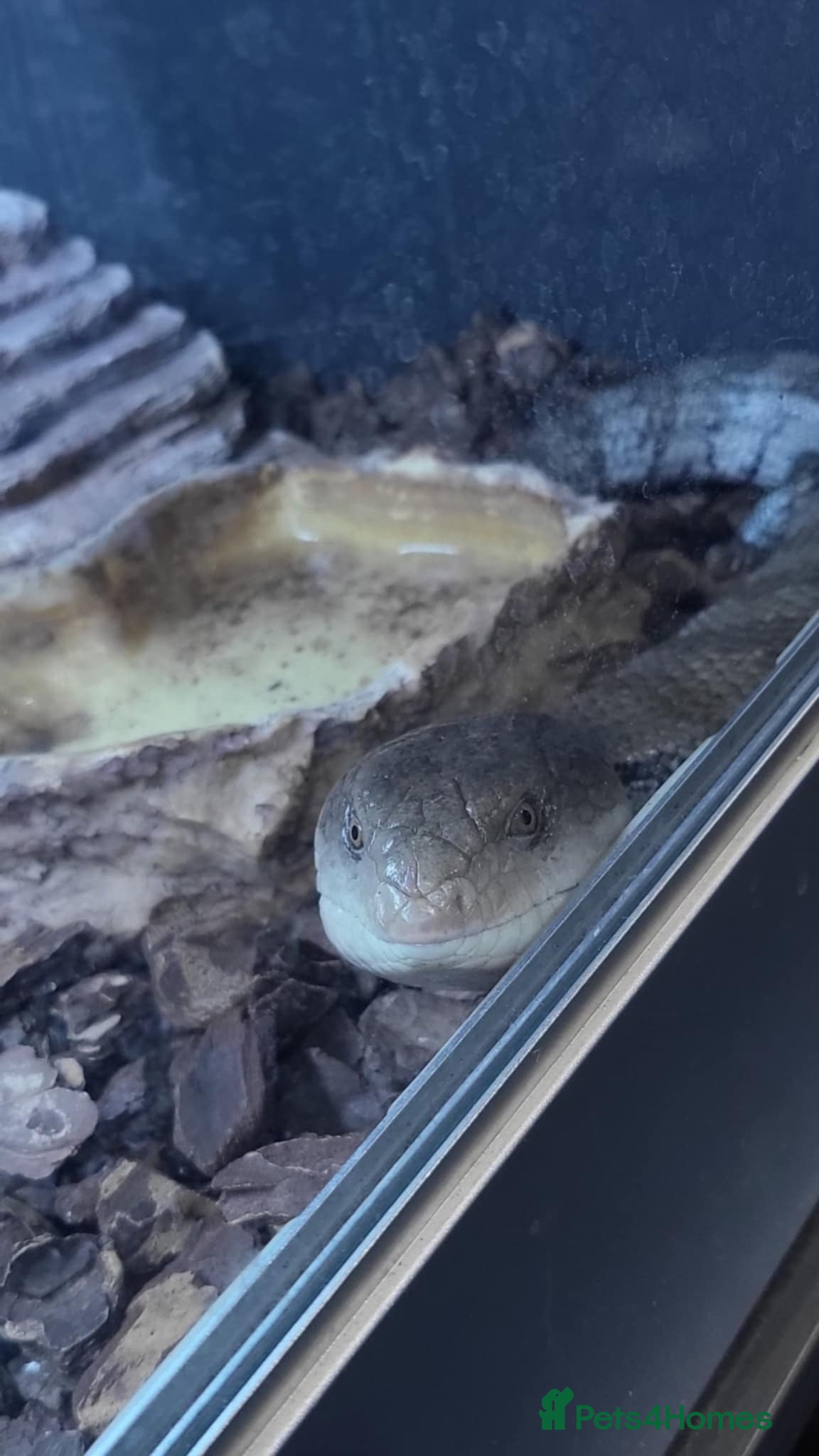 Skink reptiles Australian Blue Toungue skink with full setup - Advert 4