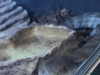 Skink reptiles Australian Blue Toungue skink with full setup - Advert 4