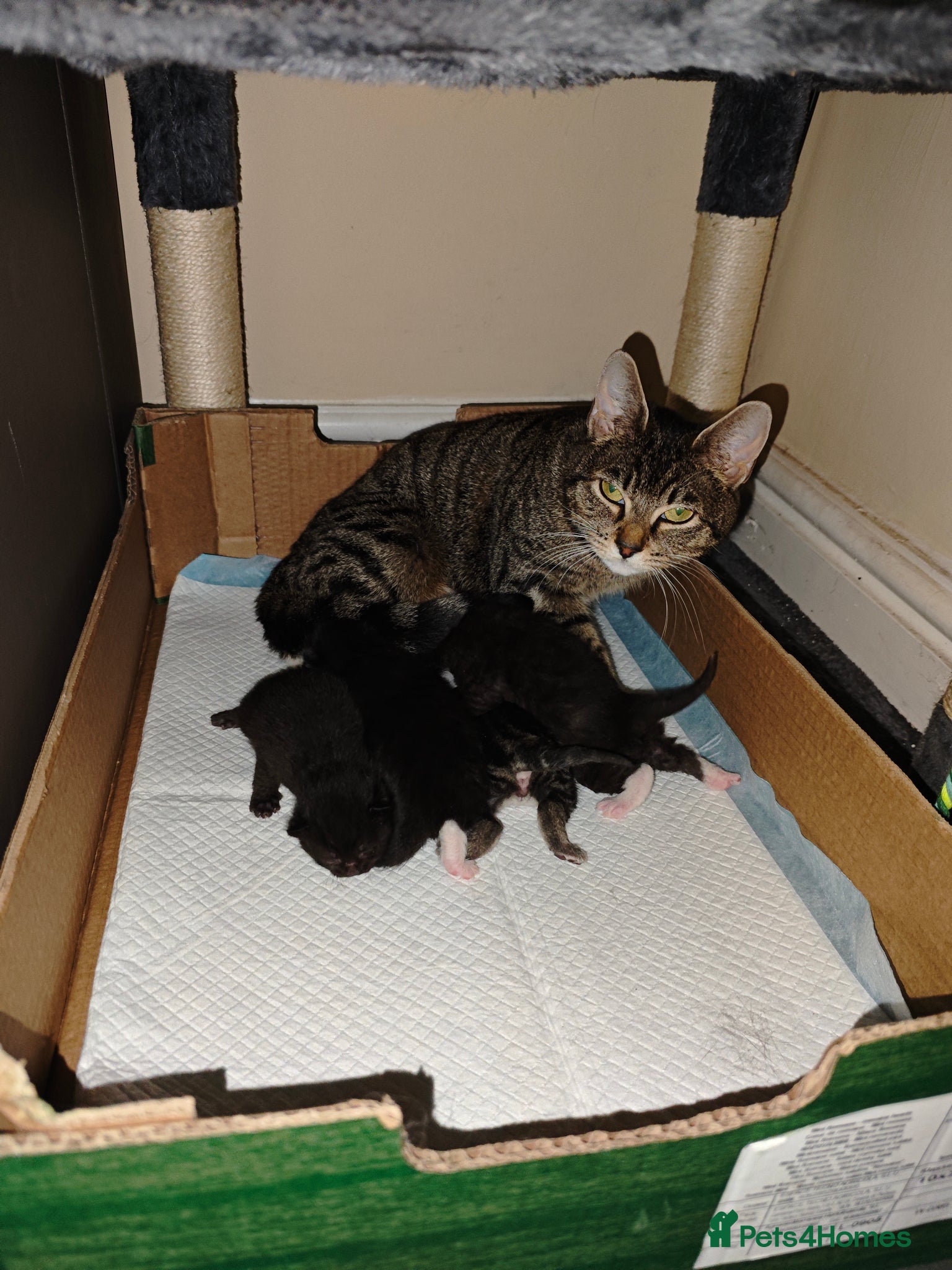 Mixed Breed cats kittens  - Advert 21