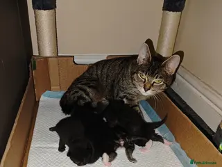 Mixed Breed cats kittens - Advert 21