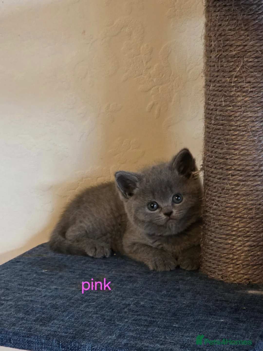 British Shorthair cats for sale: 🔥 Stunning British Shorthair Kittens to Reserve - Advert 16