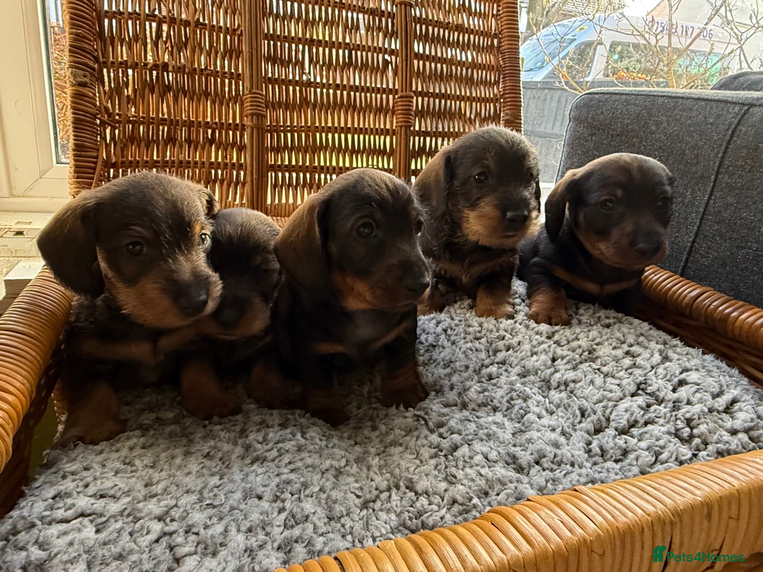 Dachshund dogs Standard Wire Haired Dachshund (3 puppies left ) - Advert 5