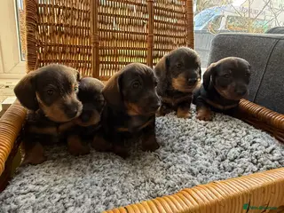 Dachshund dogs Standard Wire Haired Dachshund (3 puppies left ) - Advert 5