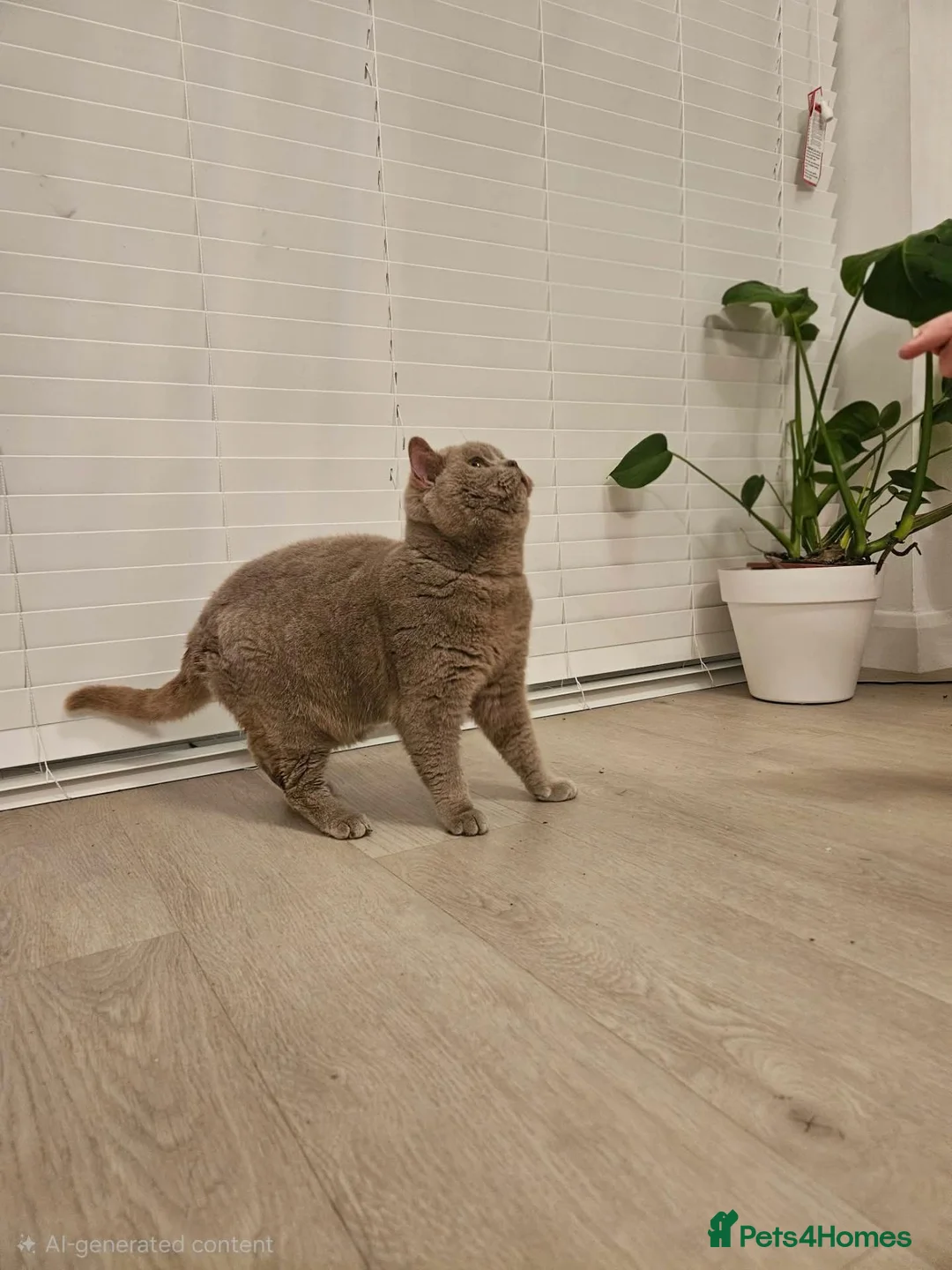 British Shorthair cats for sale: British shorthair active male for sale  - Advert 2