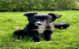 Border Collie dogs for sale: Beautiful Collie Puppies  - Image 14
