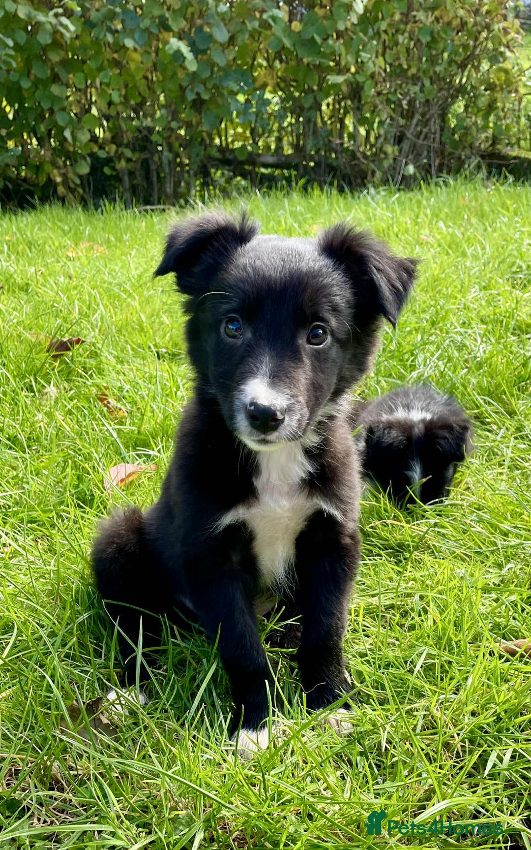 Border Collie dogs for sale: Beautiful Collie Puppies  - Image 14
