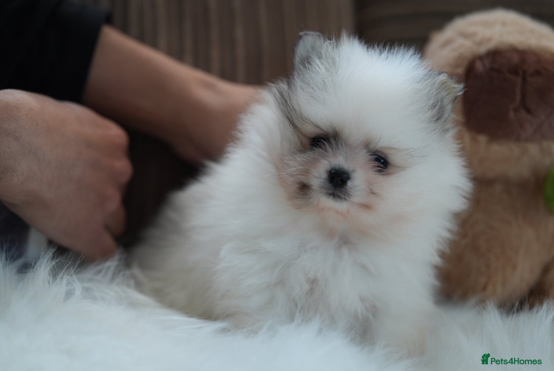 Pomeranian dogs for sale: Two cuties are looking for home  - Advert 4