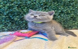British Shorthair cats for sale: 💕British Shorthair Blue Kittens💕 - Image 2