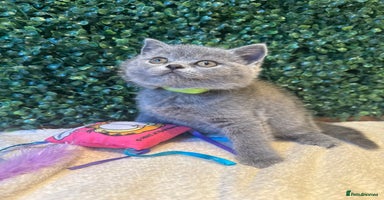 British Shorthair cats - Advert 1