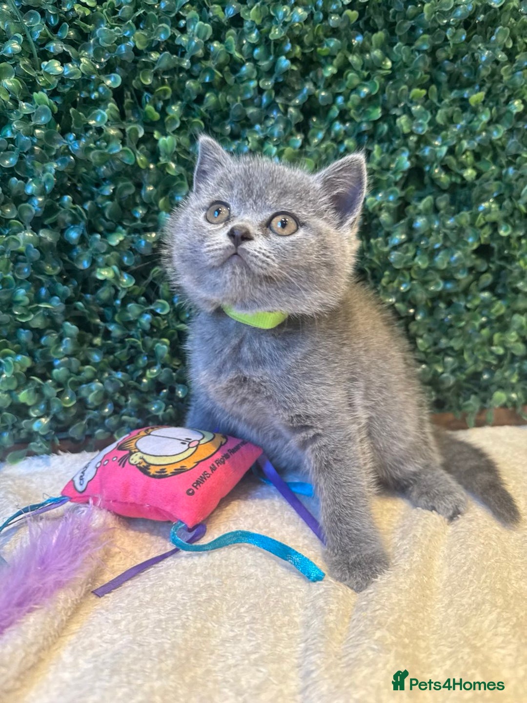 British Shorthair cats for sale: 💕British Shorthair Blue Kittens💕 - Image 2