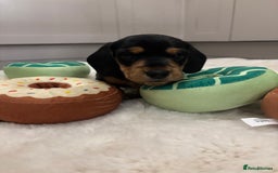 Miniature Dachshund dogs for sale: Miniature dachshund  - Advert 12