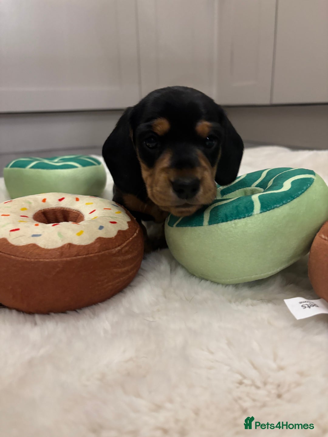 Miniature Dachshund dogs for sale: Miniature dachshund  - Advert 12