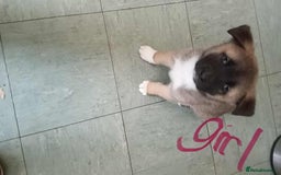 Mixed Breed dogs for sale: American Akita x German Sheperd Pups ready to go - Image 4