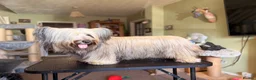 Skye Terrier dogs for sale: KC Reg Skye Terrier Cream puppies  - Advert 8