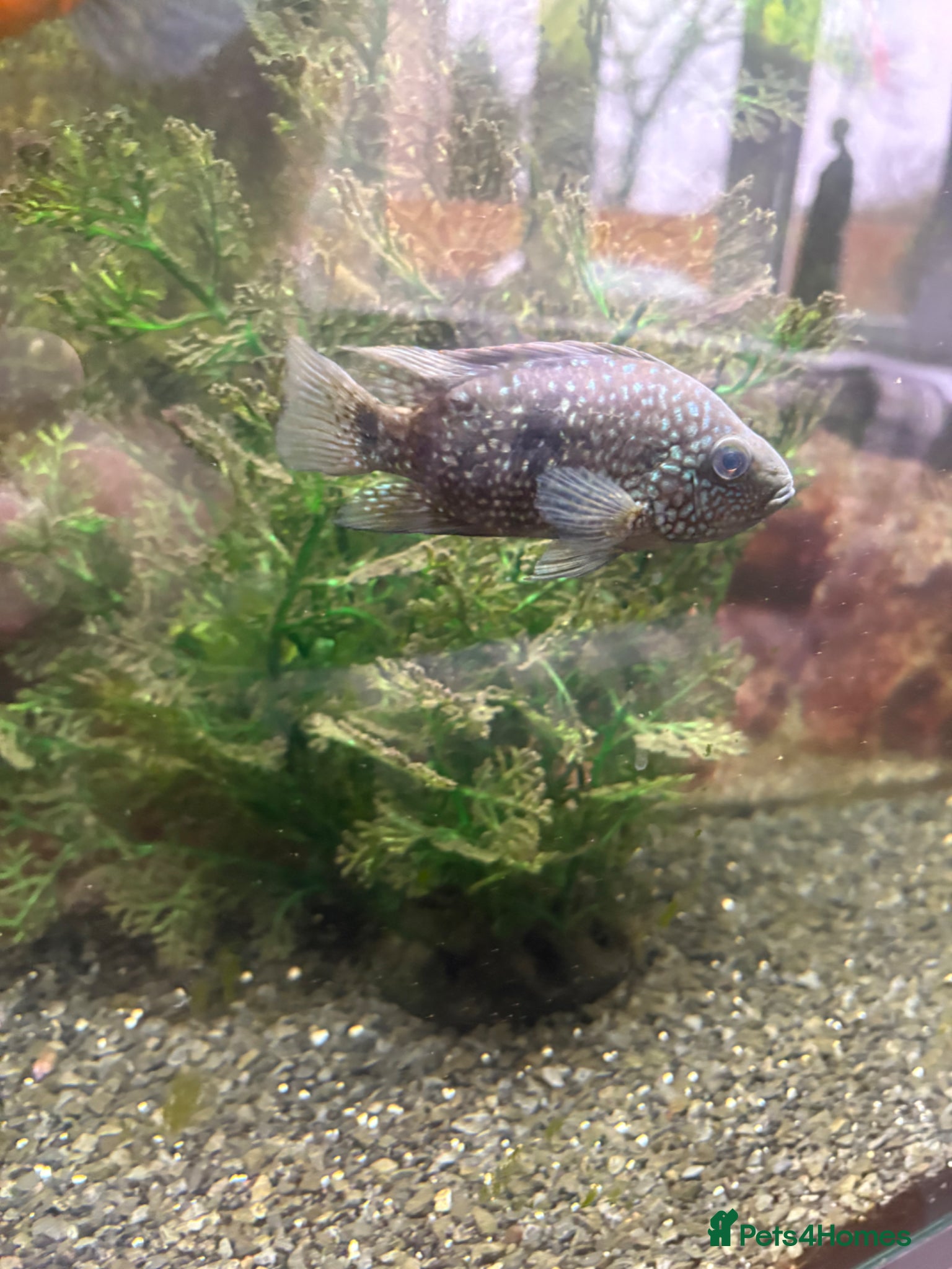 Other/Mixed Breed fish Fish for sale! - Advert 2