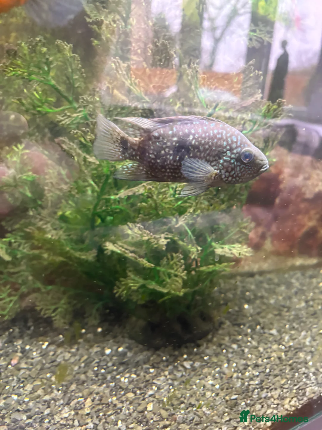 Other/Mixed Breed fish for sale: Fish for sale! in Preston - Advert 1