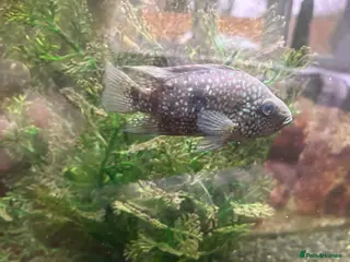 Other/Mixed Breed fish Fish for sale! - Advert 2