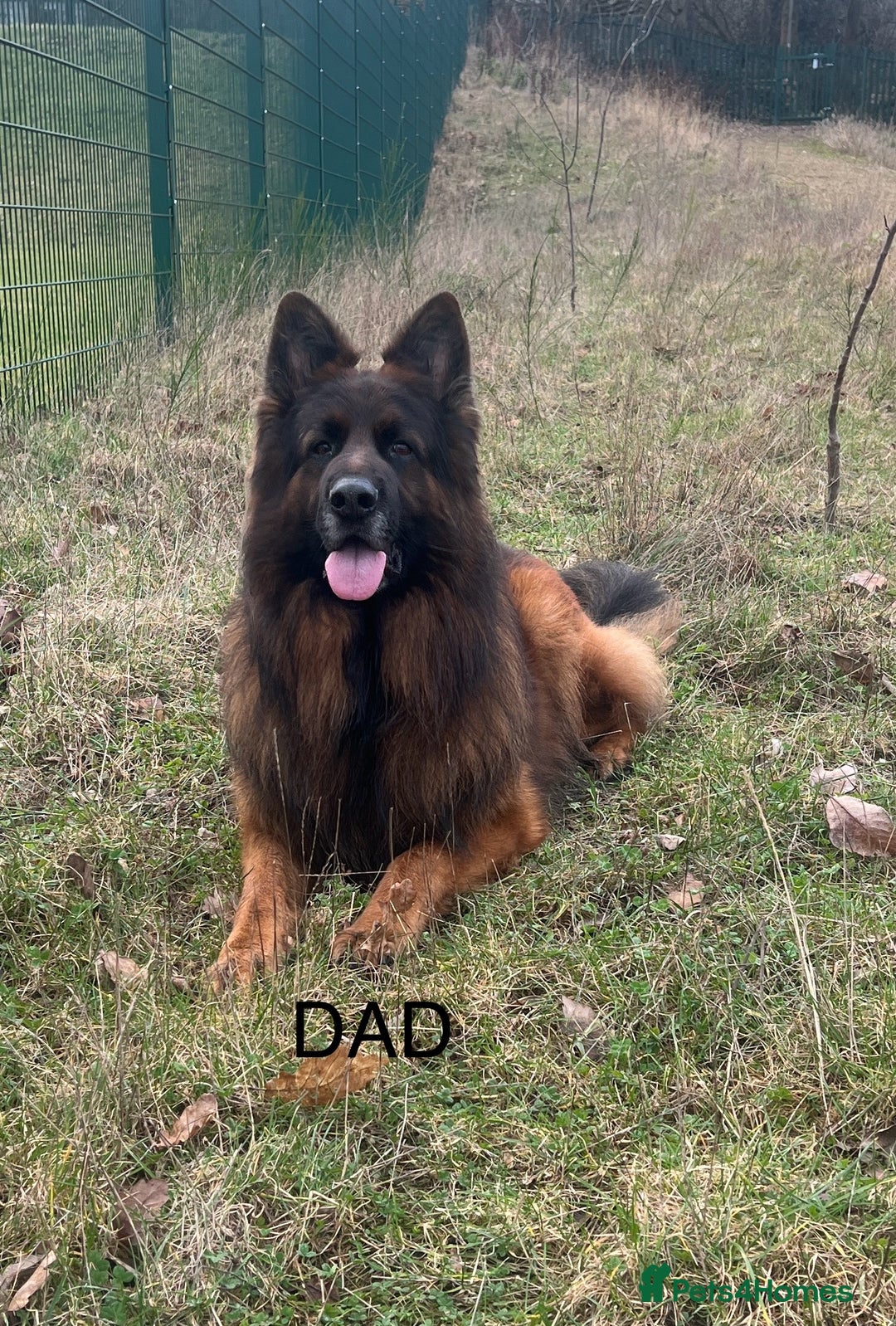 German Shepherd dogs for sale: German Shepherd Puppies  - Image 4